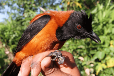 aves-venenosas-Nueva-Guinea
