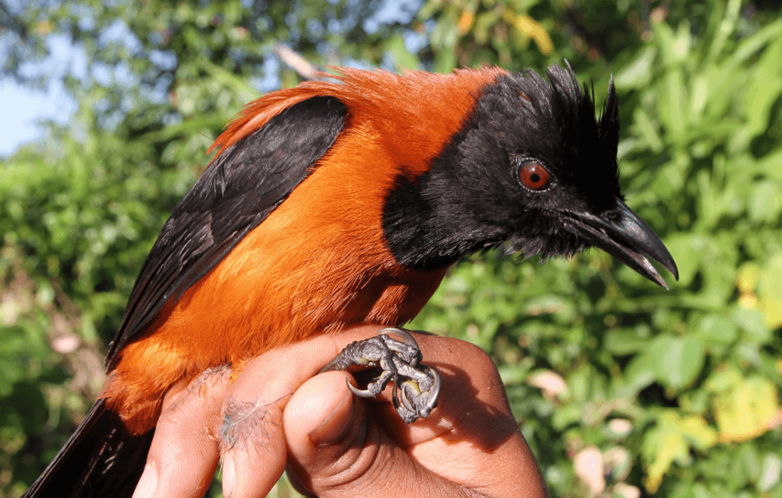 aves-venenosas-Nueva-Guinea