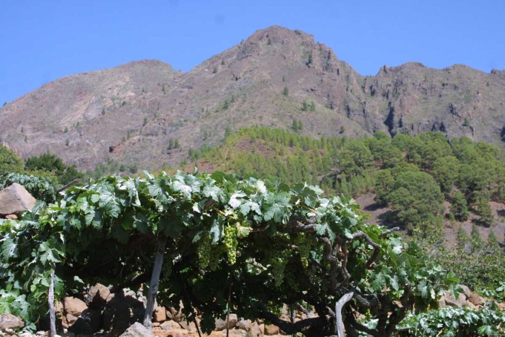 mejores-vinos-Tenerife-Medianias-Valle-de-Guimar
