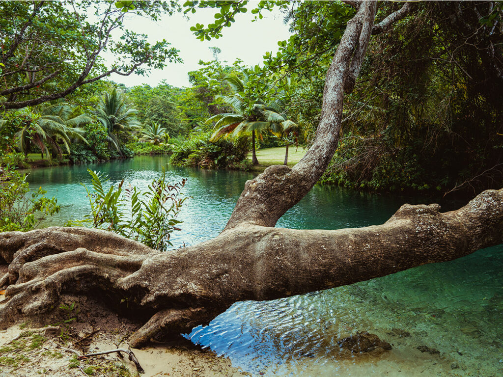 Que-ver-en-Jamaica-Cove-River