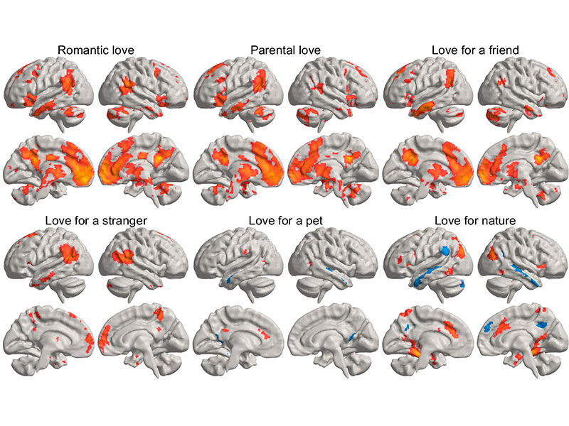 descubren-en-que-parte-del-cerebro-esta-el-amor