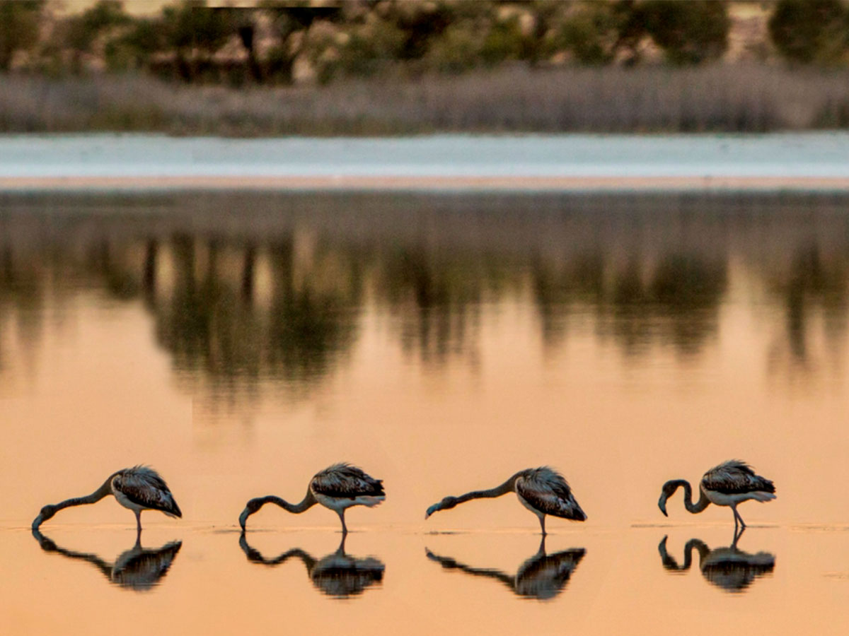 Flamencos en la laguna de La Mancha