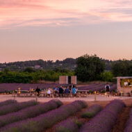 campo de lavanda del hotel The Lodge en Mallorca