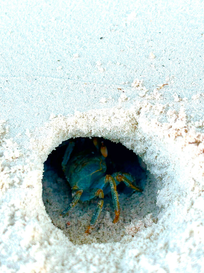 Cangrejos en la playa de Maldivas
