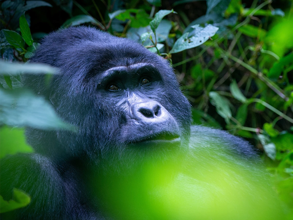 Gorila de montaña entre la vegetación en el Parque Nacional de Bwindi, Uganda