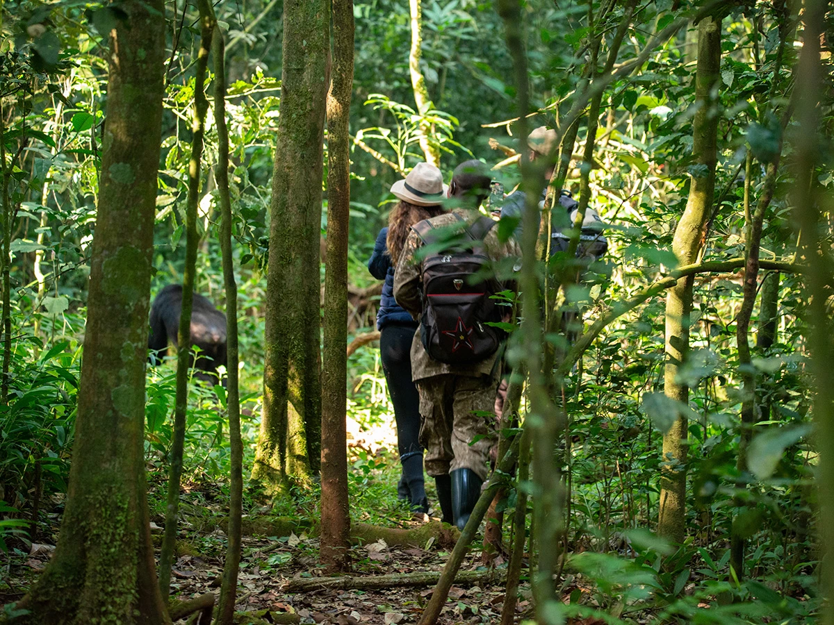 Ruta de trekking para avistar gorilas en la selva del Parque Nacional de Kibale