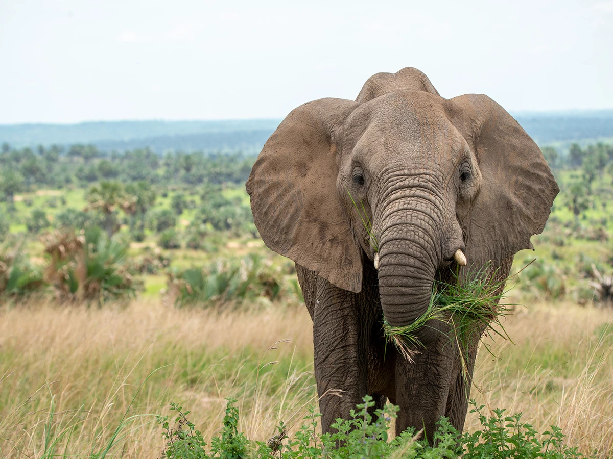 Elefante africano en libertad en el Parque Nacional de Murchison Falls, Uganda
