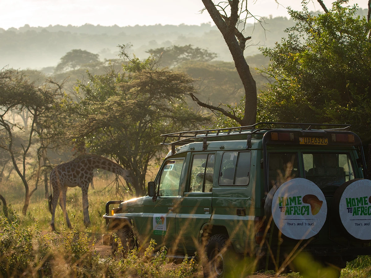 Safari al amanecer con jirafas en el Parque Nacional Queen Elizabeth.
