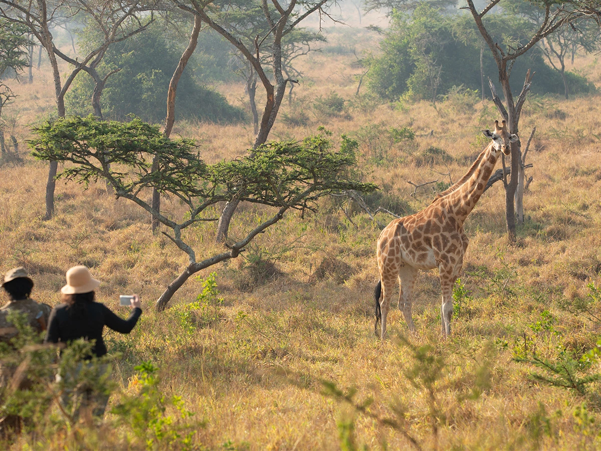 Turistas fotografiando jirafas durante un safari en Uganda.