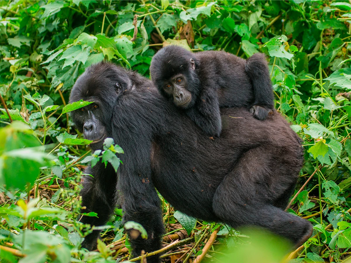 Gorila de montaña con su cría en la selva del Parque Nacional Mgahinga-Gorilla en Uganda.