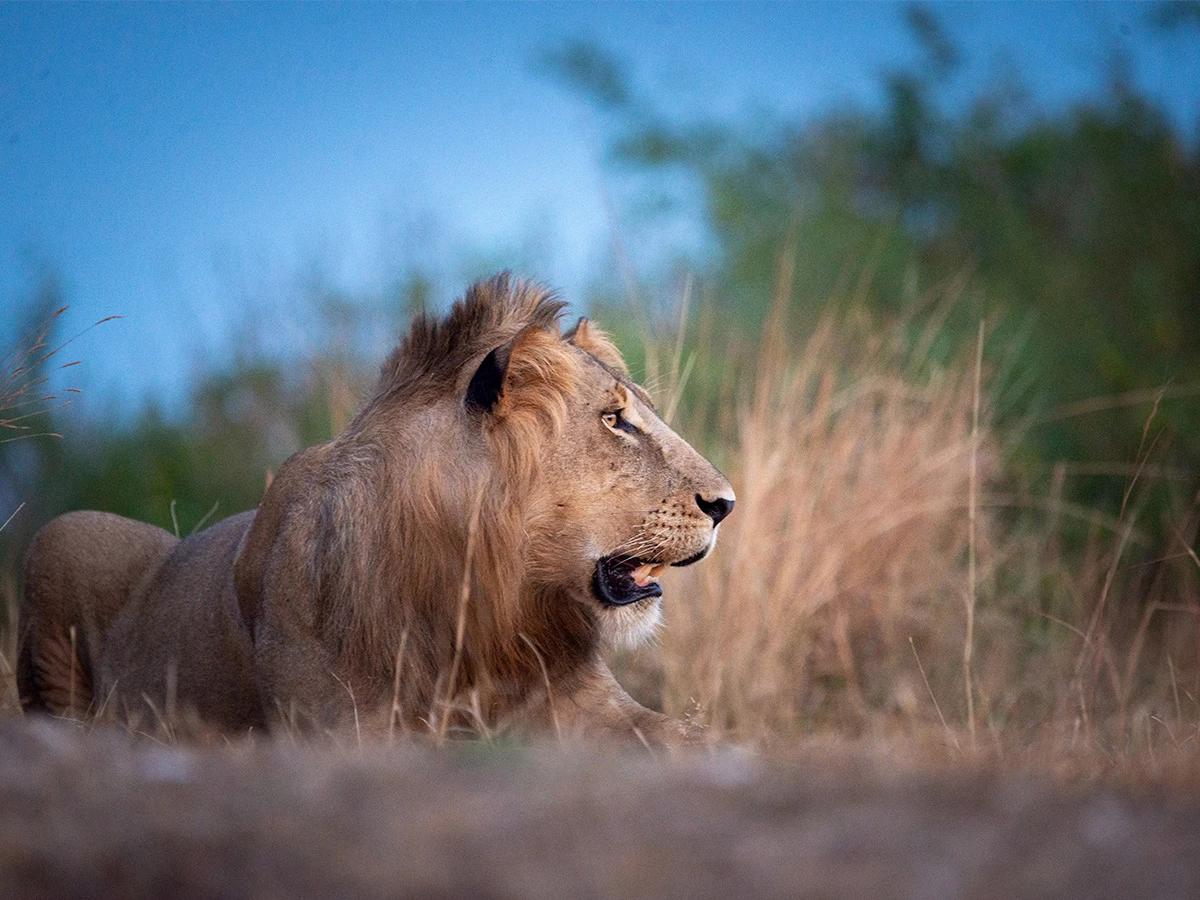 León africano al atardecer en el Parque Nacional Queen Elizabeth, Uganda.