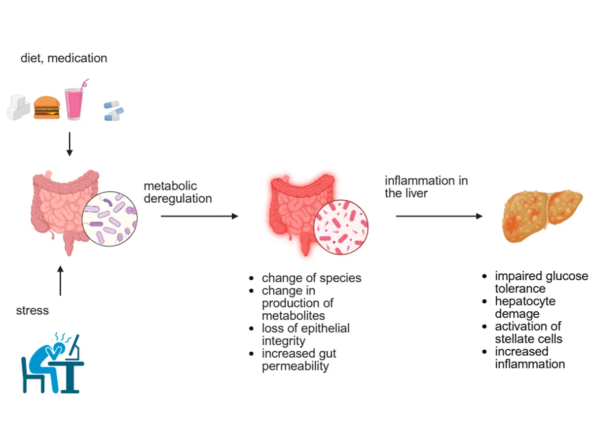diagrama que muestra cómo la dieta y el estrés afectan al intestino y provocan inflamación hepática