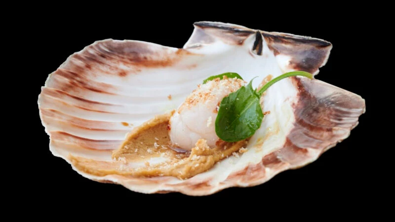 Vieira con crema y brote verde del menú Solaina en el restaurante Silabario de Vigo.