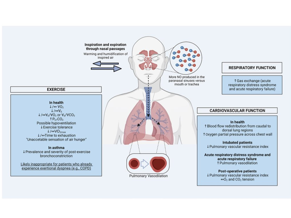 Gráfico que muestra los beneficios de respirar por la nariz.