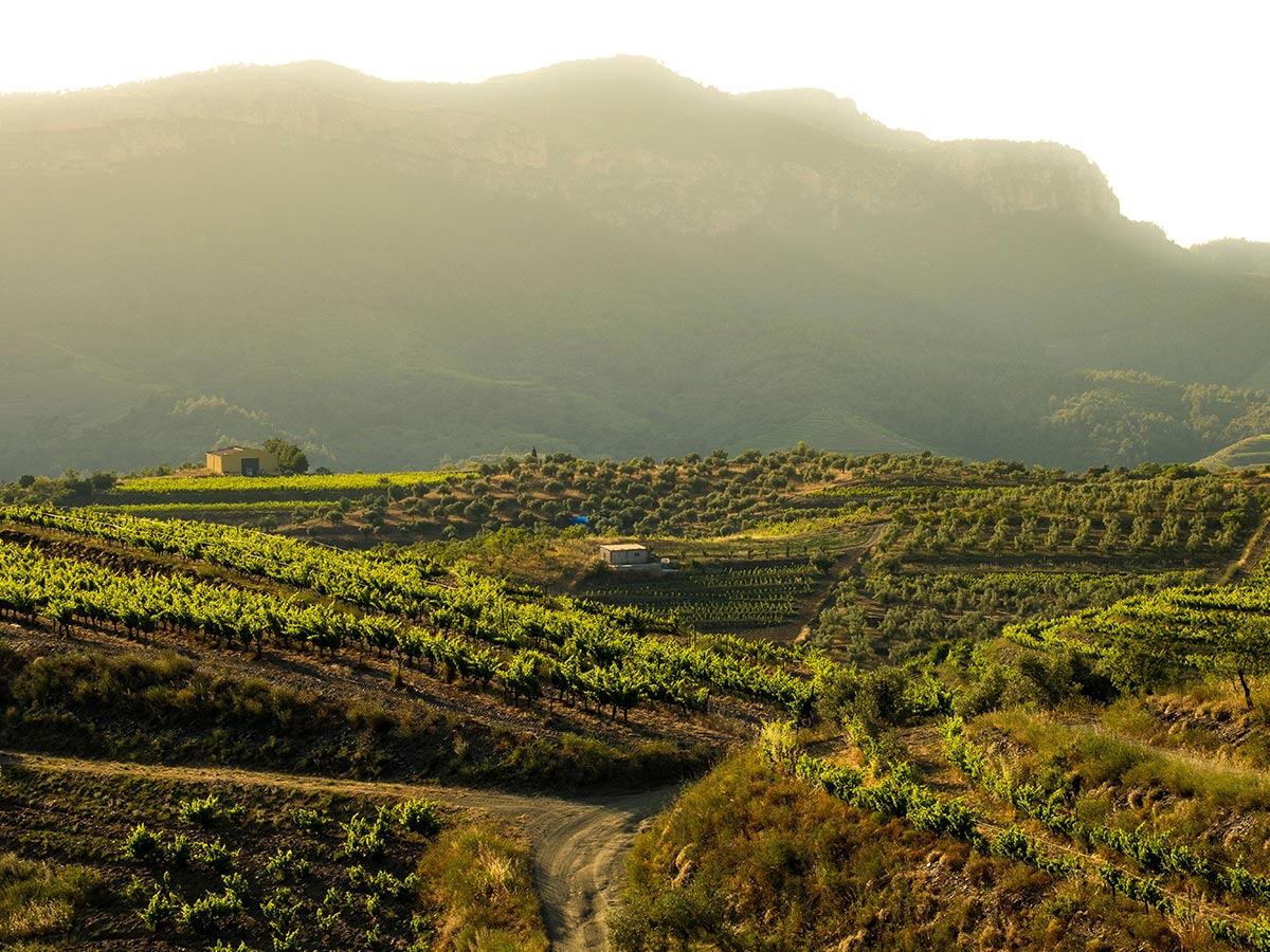 Viñedos del Priorat en invierno bajo la luz del amanecer