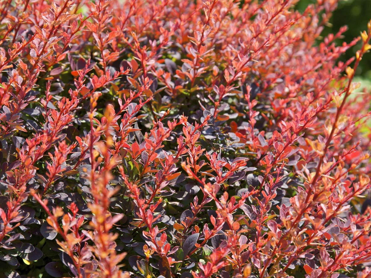 Arbusto de agracejo (Berberis), una de las plantas de las que se extrae la berberina