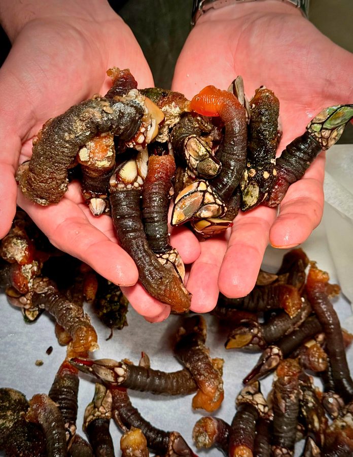 Manos de camarero con percebes del restaurante Estimar de Madrid